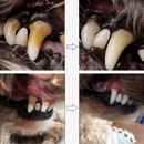 Caneta de Cuidado Dental para Pet